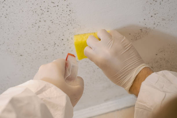 Best Airborne Mold Testing  in Roseville, MI